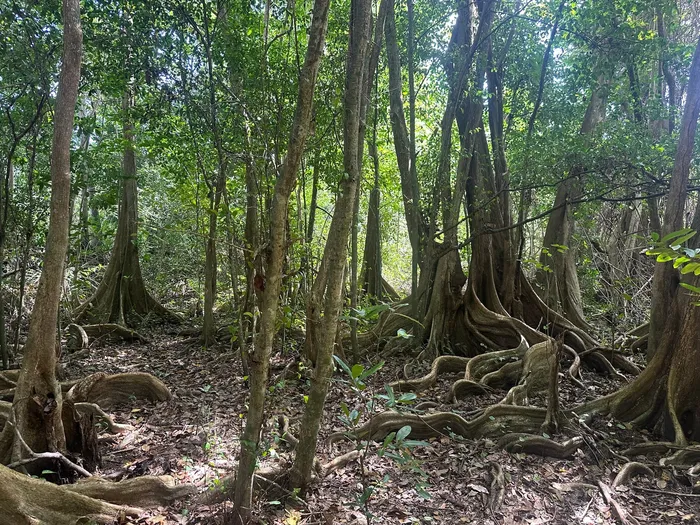 Mangrove du marais de Vieux-Fort, 26 février 2026
