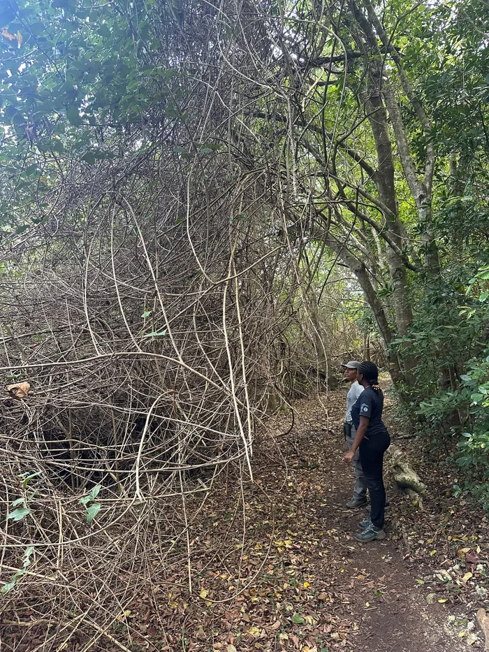 Affaiblissement de la liane à barriques au profit de la mangrove, dû au regain de salinité