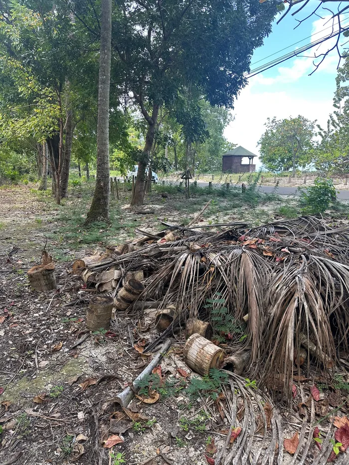 Gestion des EEE, notamment les cocotiers (Cocos nucifera)