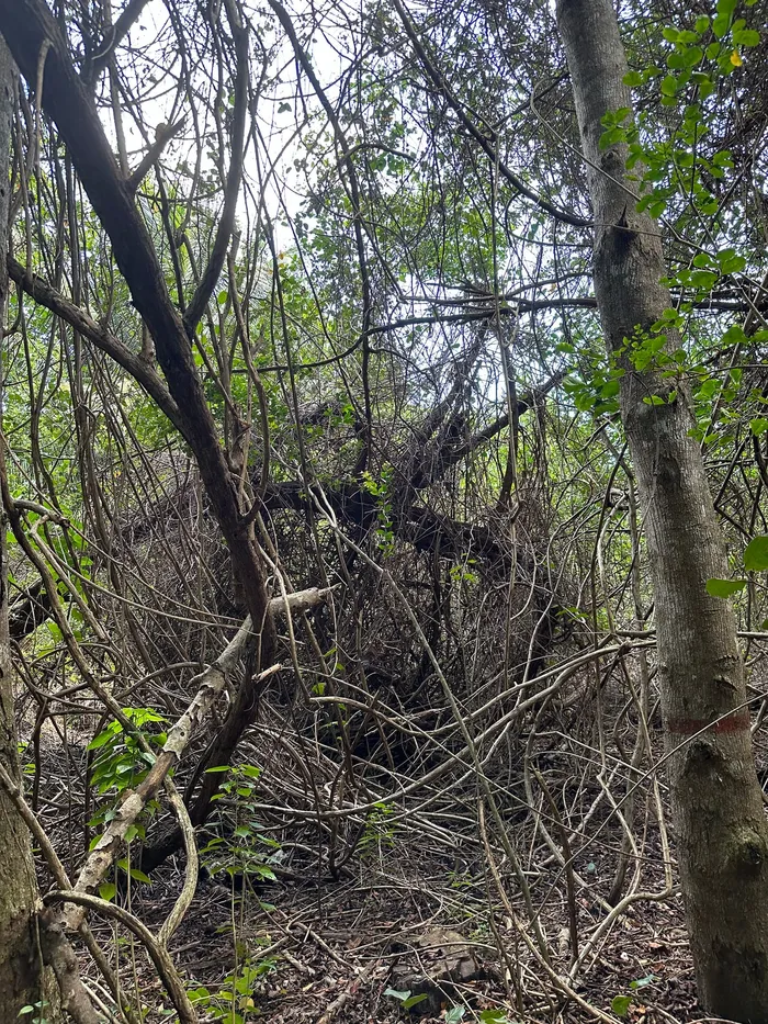 Impact de la liane à barriques sur la mangrove