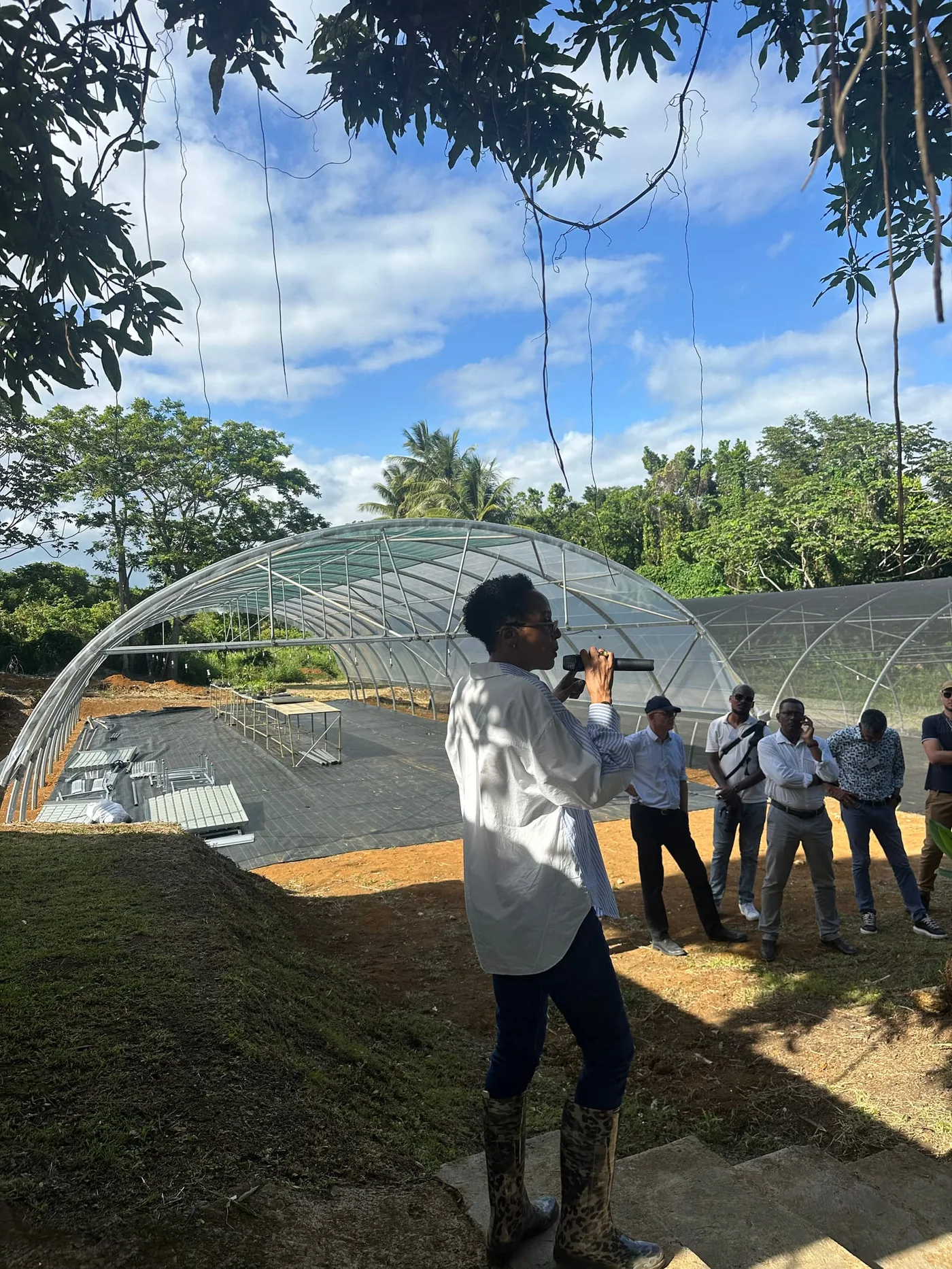 Projet « Lapwent Lokal », la pépinière des Caraïbes · Pépinière caféière (après)