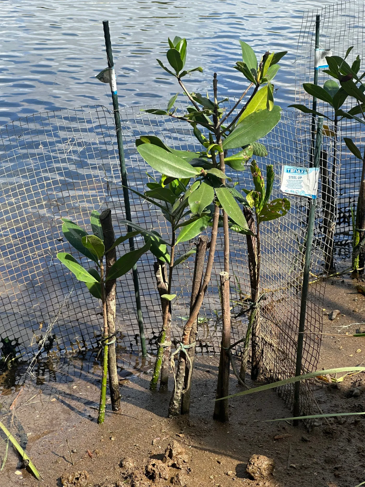 Projet Oasis Urbaines de Biodiversité