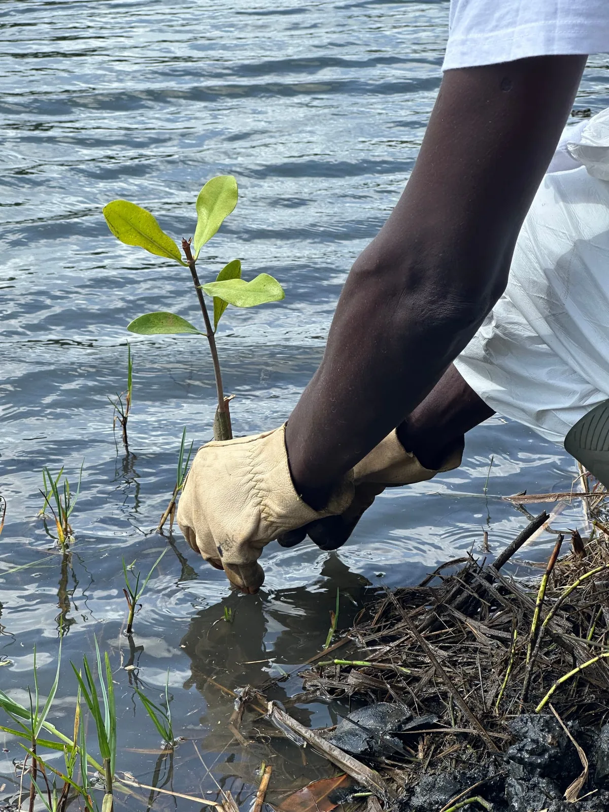 Projet Oasis Urbaines de Biodiversité